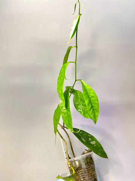 Hoya mappigera - active growth