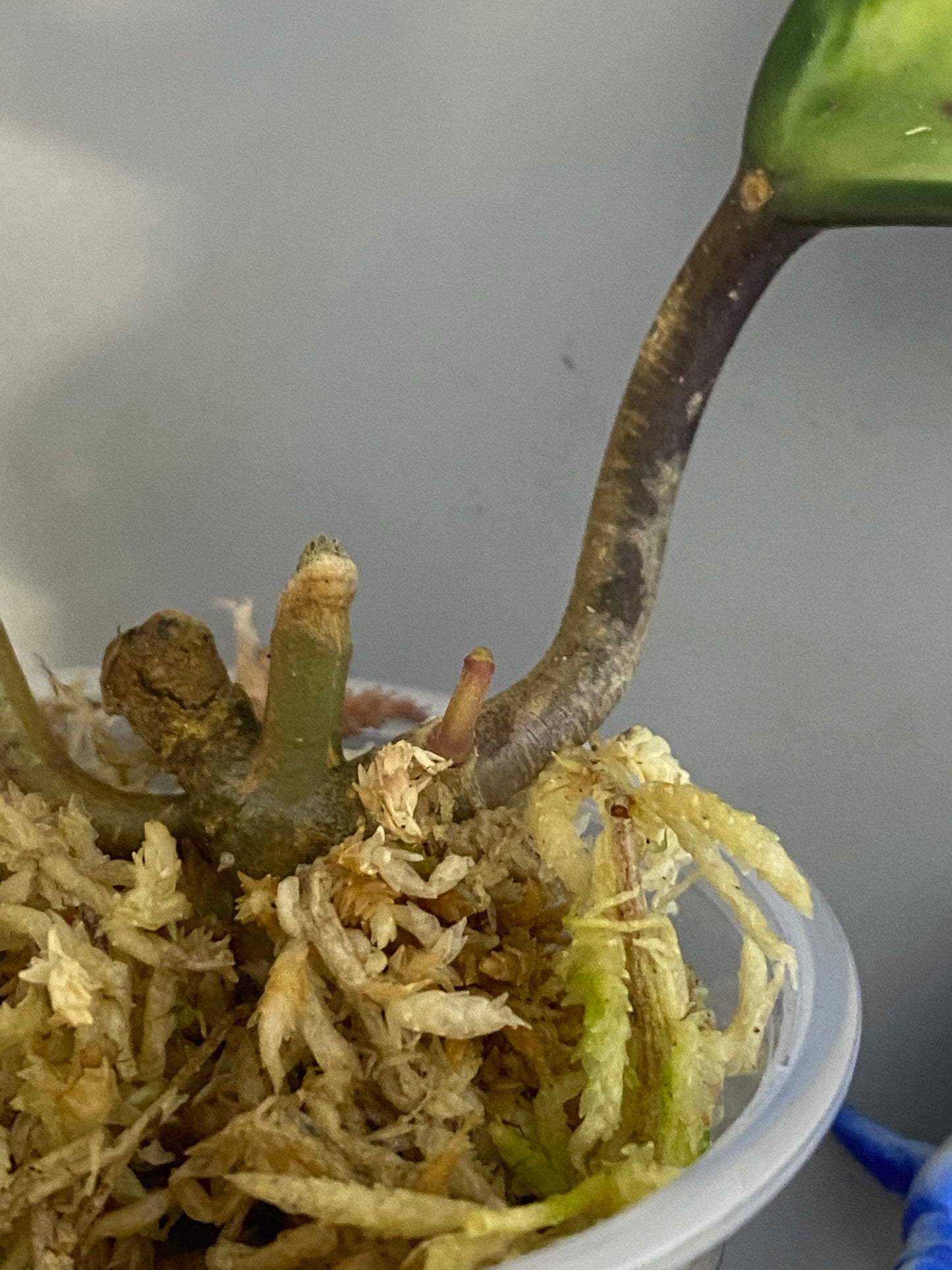 Hoya macrophylla pot of gold - new growth emerging