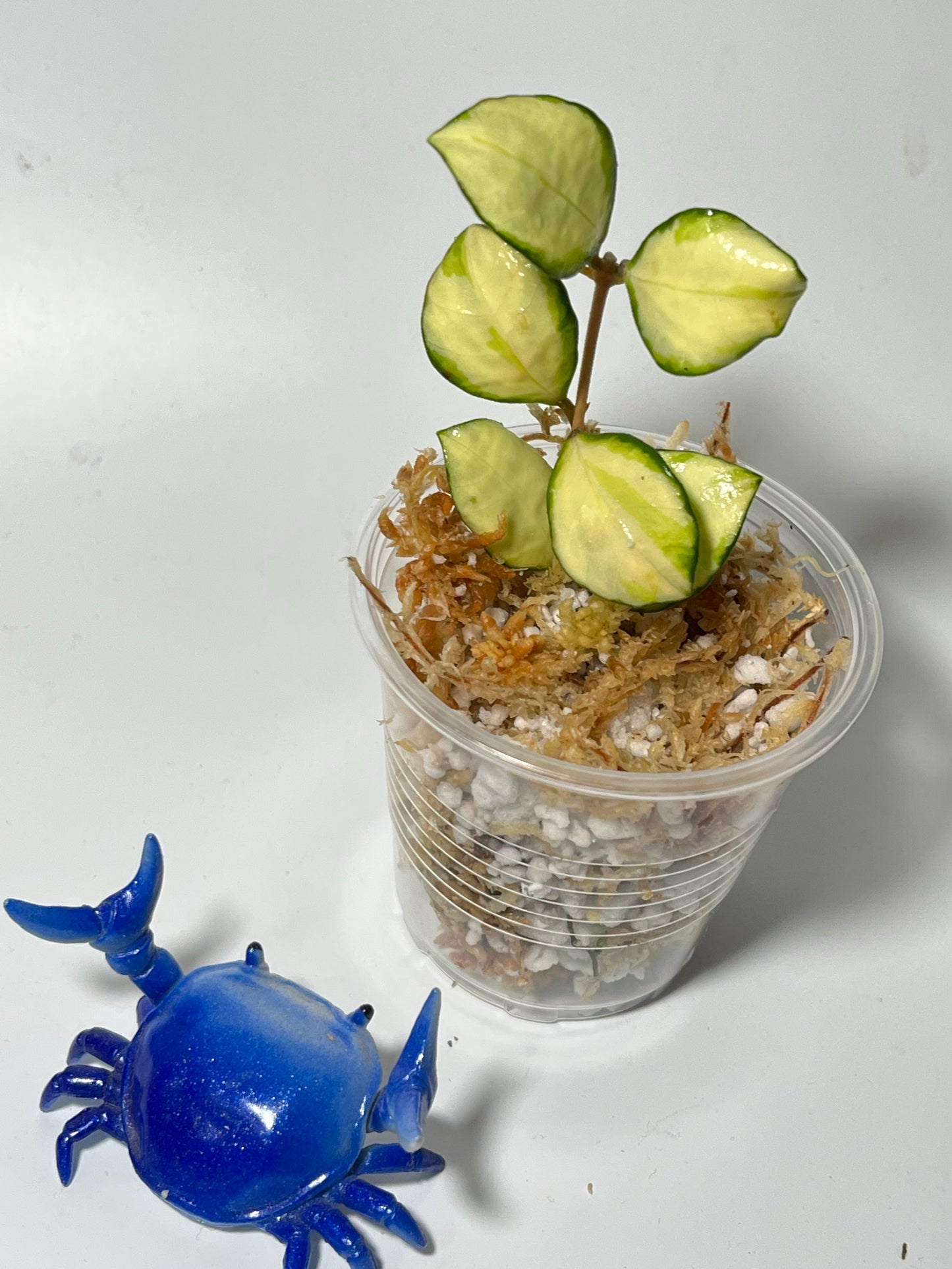 Hoya heuschkeliana variegated - Unrooted