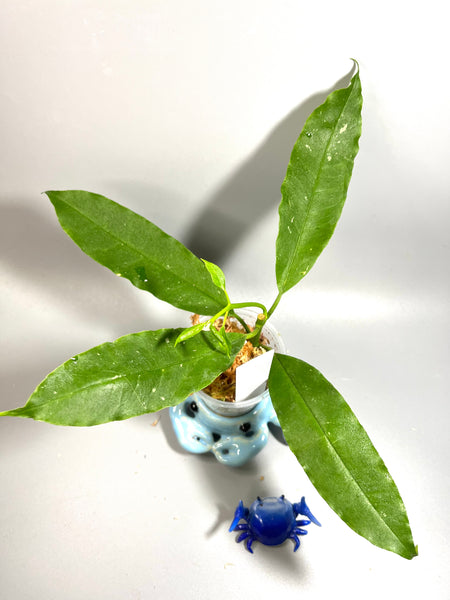 Hoya lockii - active growth
