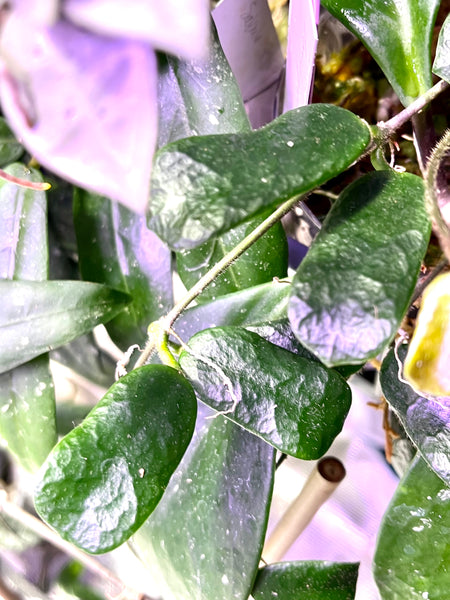 Hoya rotundiflora fresh cut 2 nodes - Unrooted