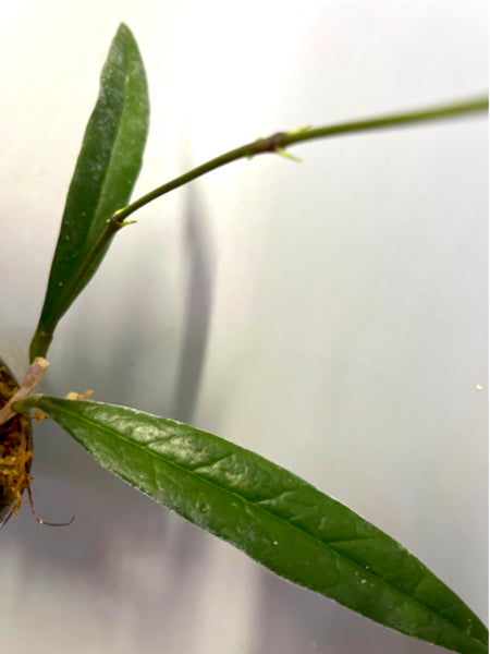 Hoya sulawesiana - fresh cutting - Unrooted