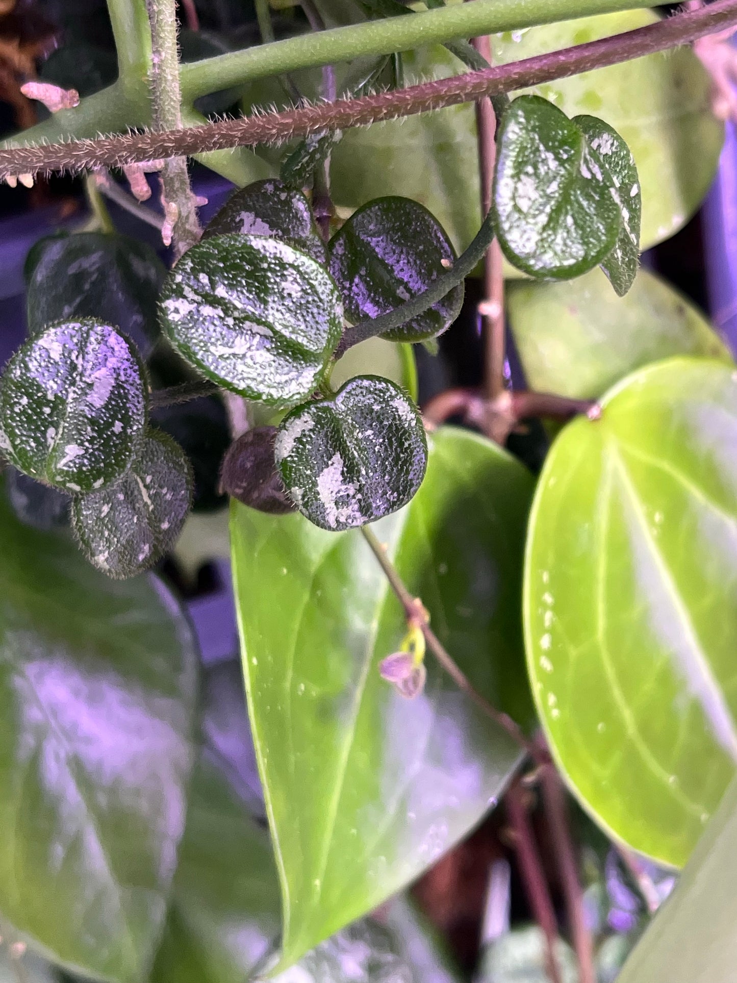 Hoya serpens splash - fresh cut - 3+ nodes - Unrooted