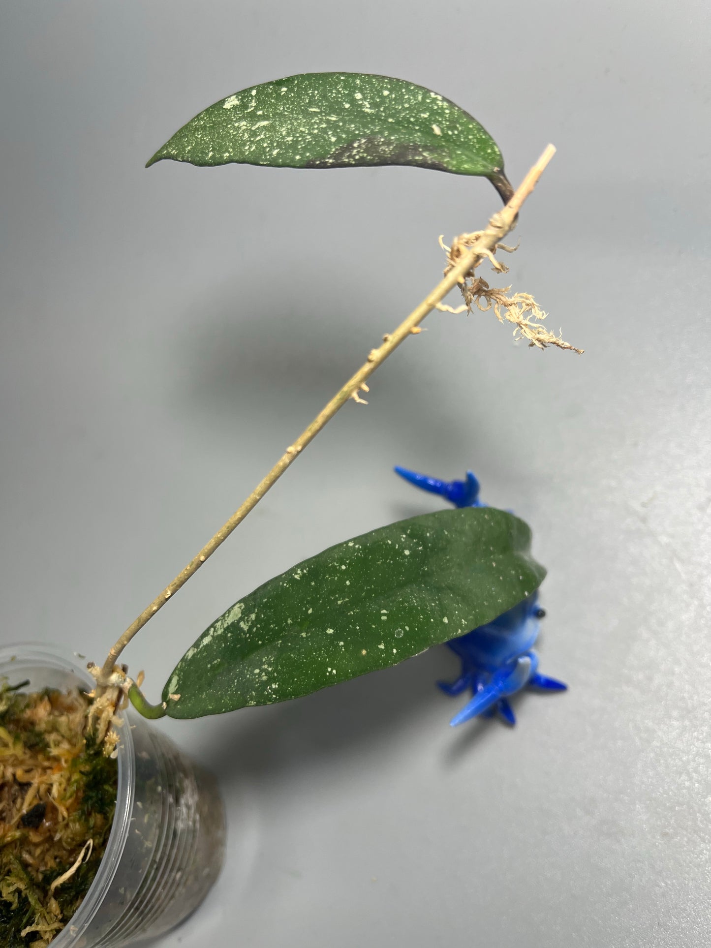 Hoya scortechinii pink UT001- has some roots