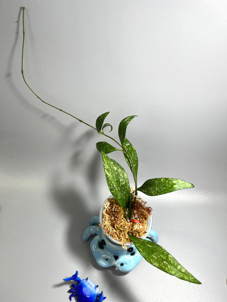 Hoya parviflora splash - Unrooted