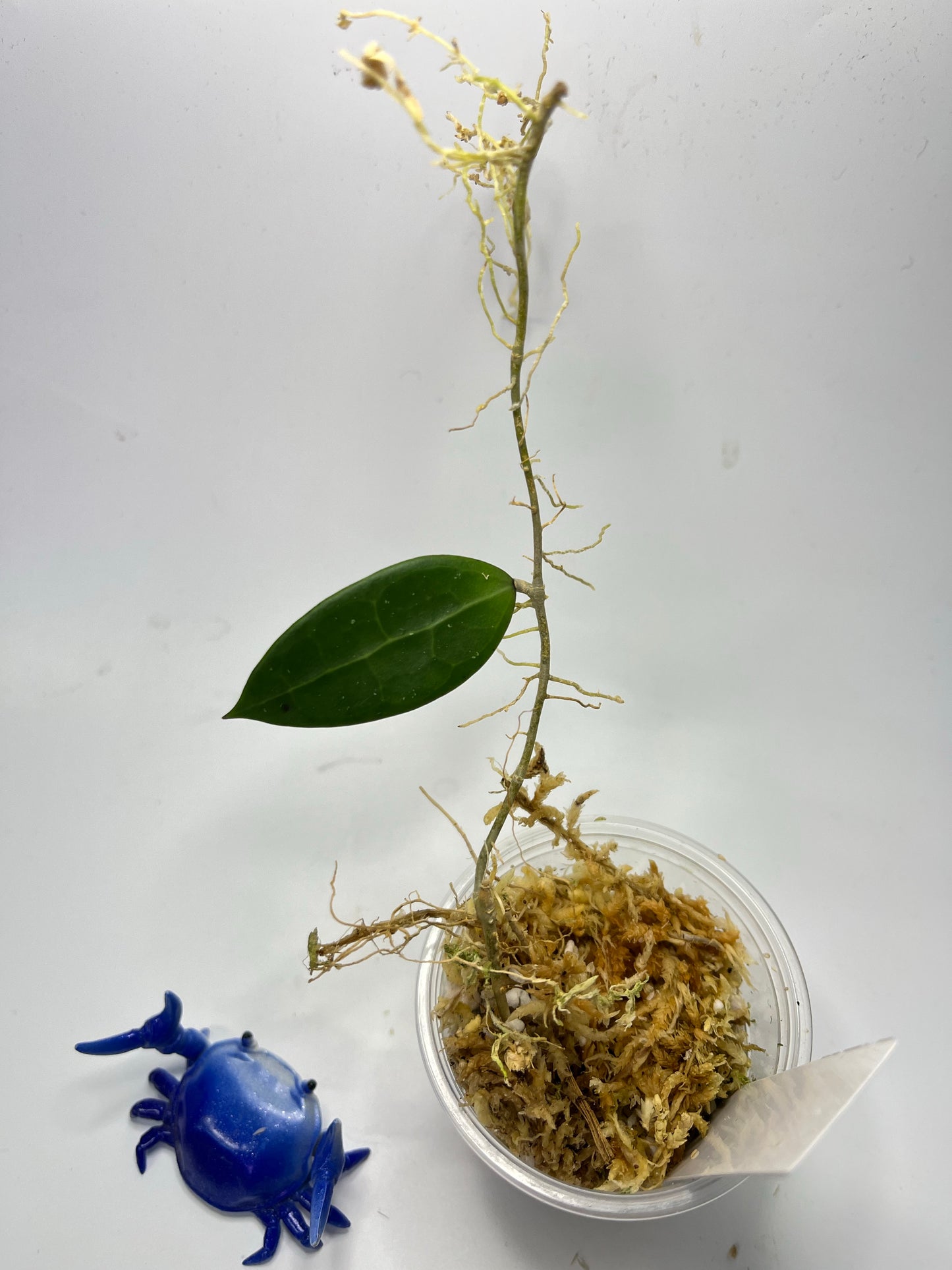 Hoya acuta pink - unrooted