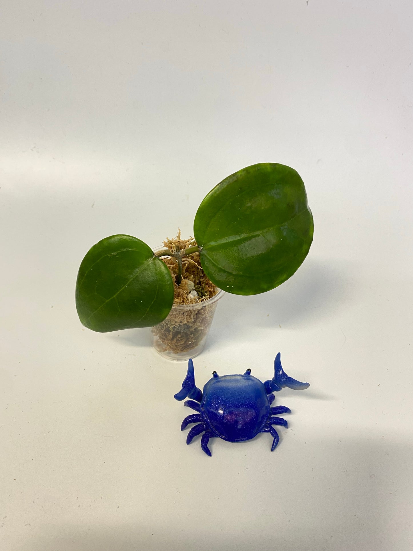 Hoya dolichosparte - unrooted