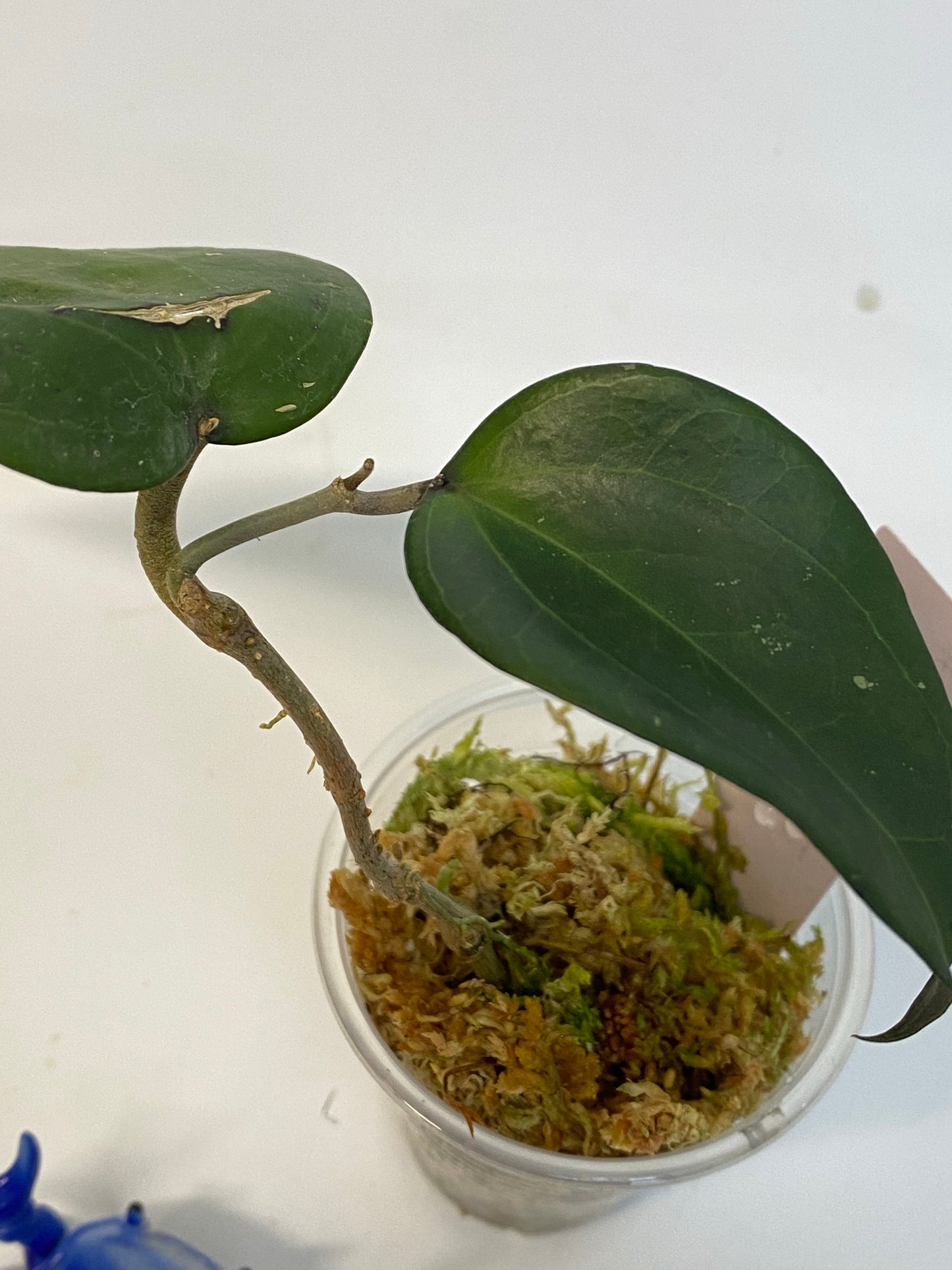 Hoya glabra - active growth