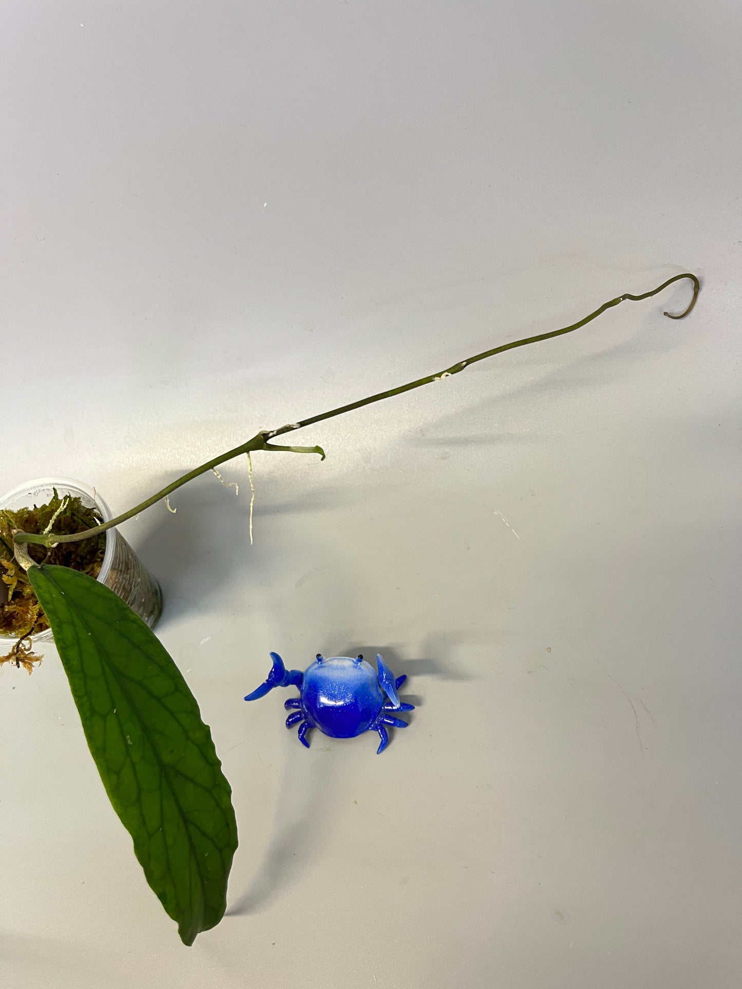 Hoya cv golden eye - has roots