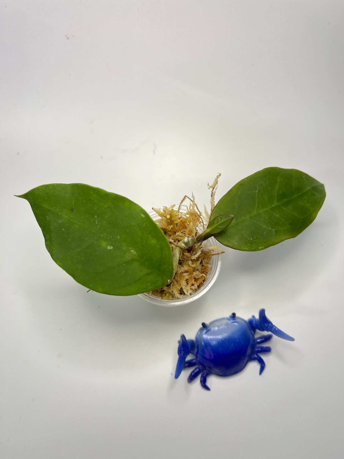 Hoya patricia - Darwinii x Elliptica - starting to root