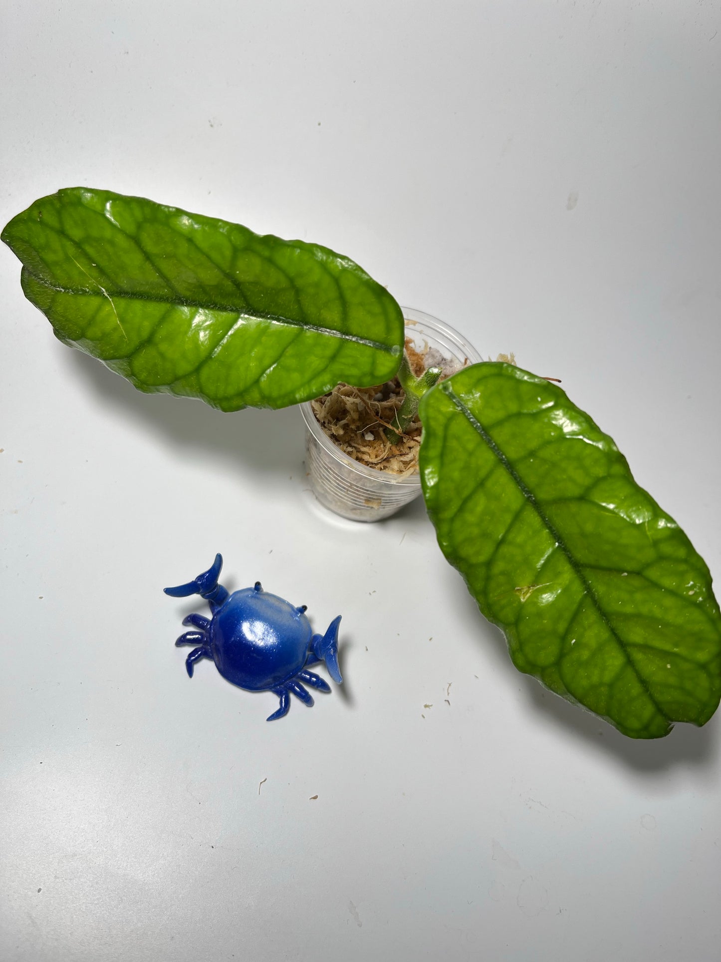 Hoya villosa - unrooted