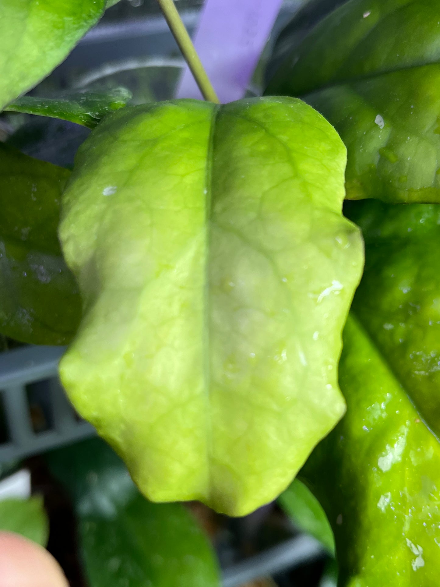 Hoya AH 1025 - fresh cut - 1 leaf - unrooted