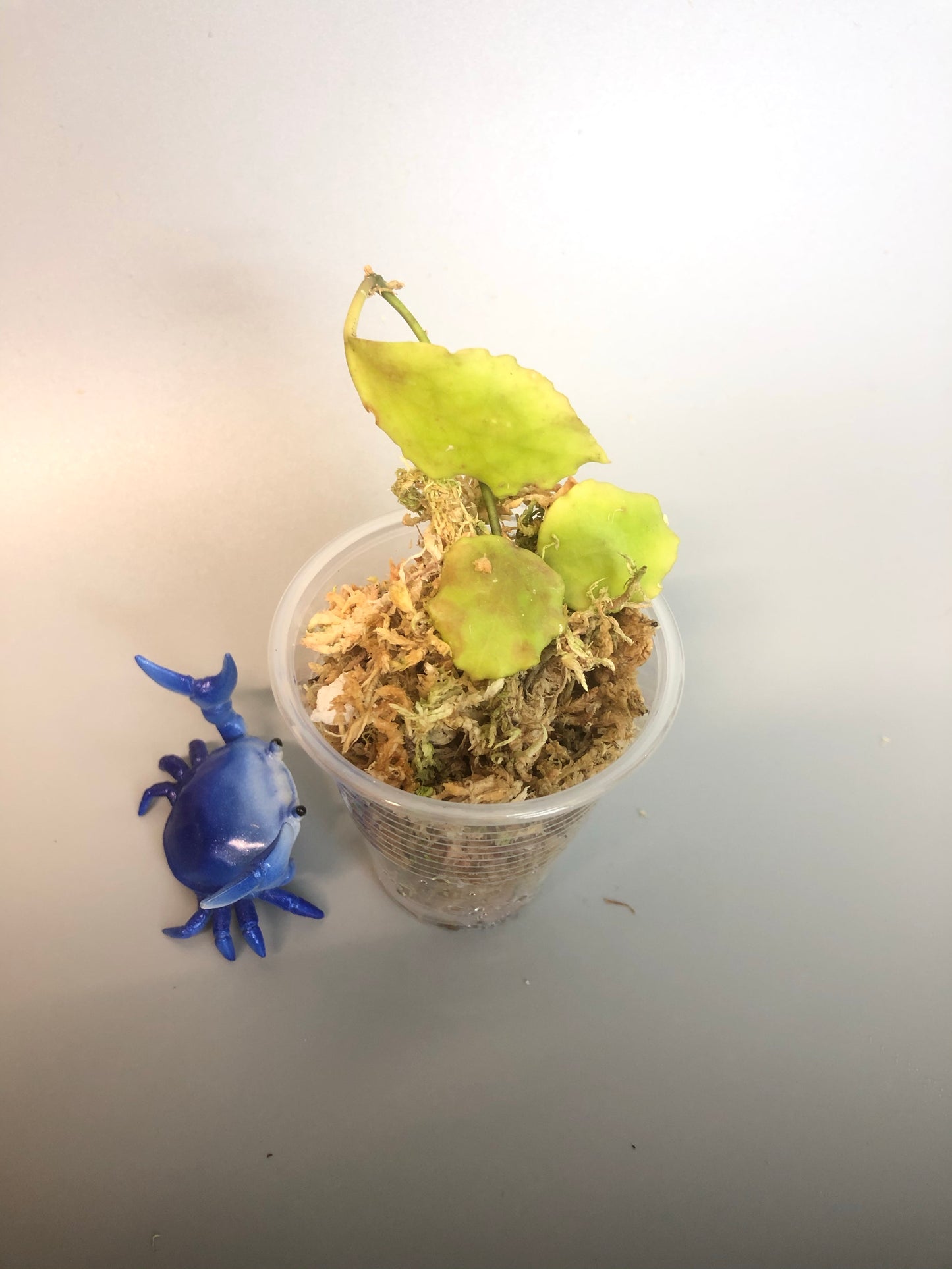 Hoya endauensis - with some roots