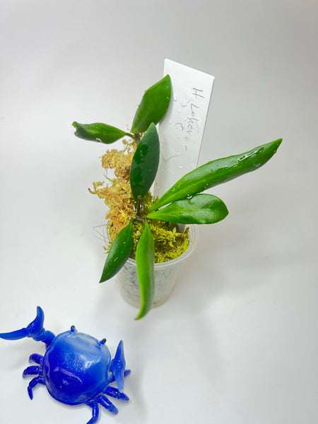Hoya loheri - active growth