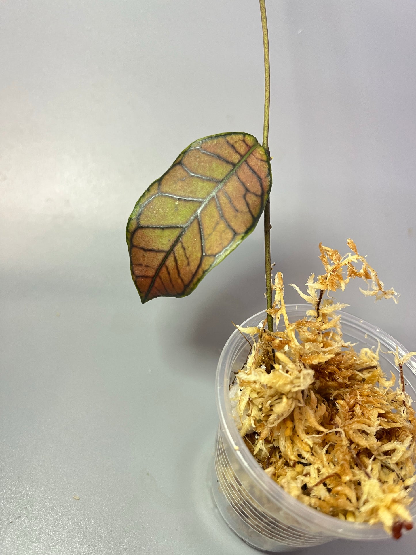 Hoya gunung gading - Unrooted