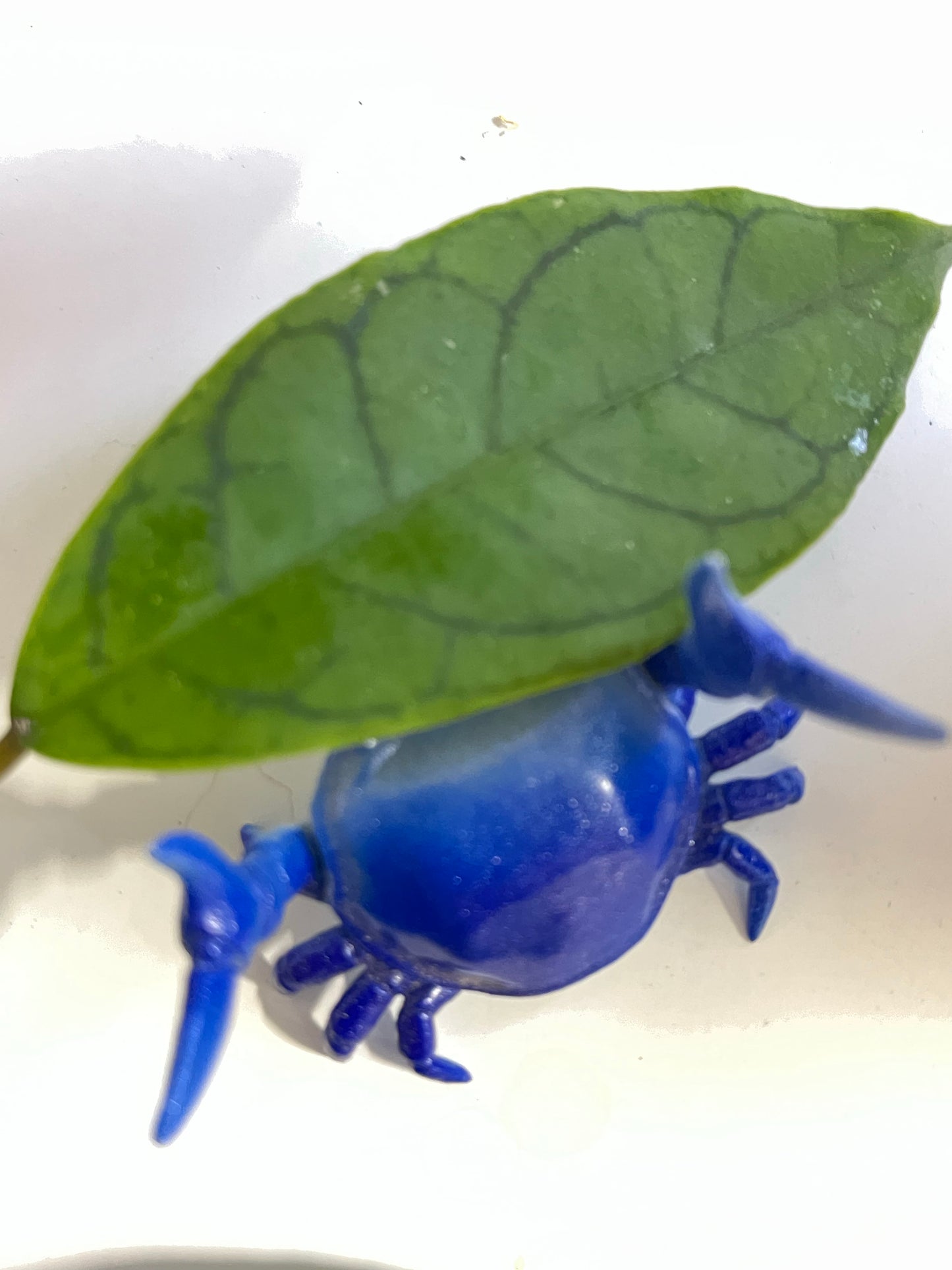 Hoya cv nui - 1 leaf / 1 node - Unrooted