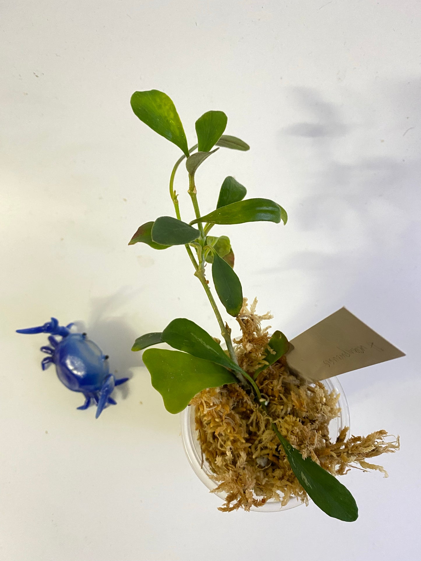 Hoya manipurensis - Unrooted