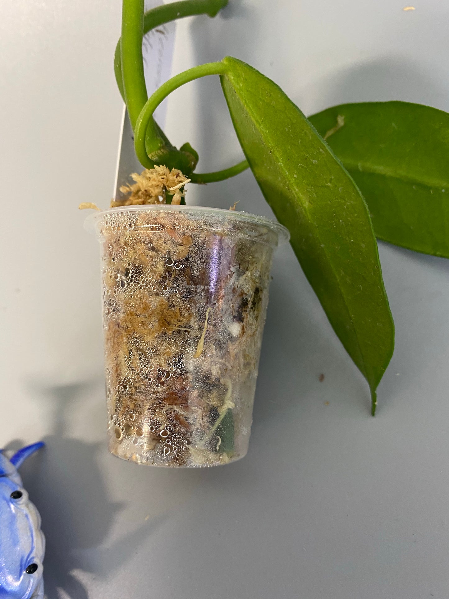 Hoya coronaria pink -has some root