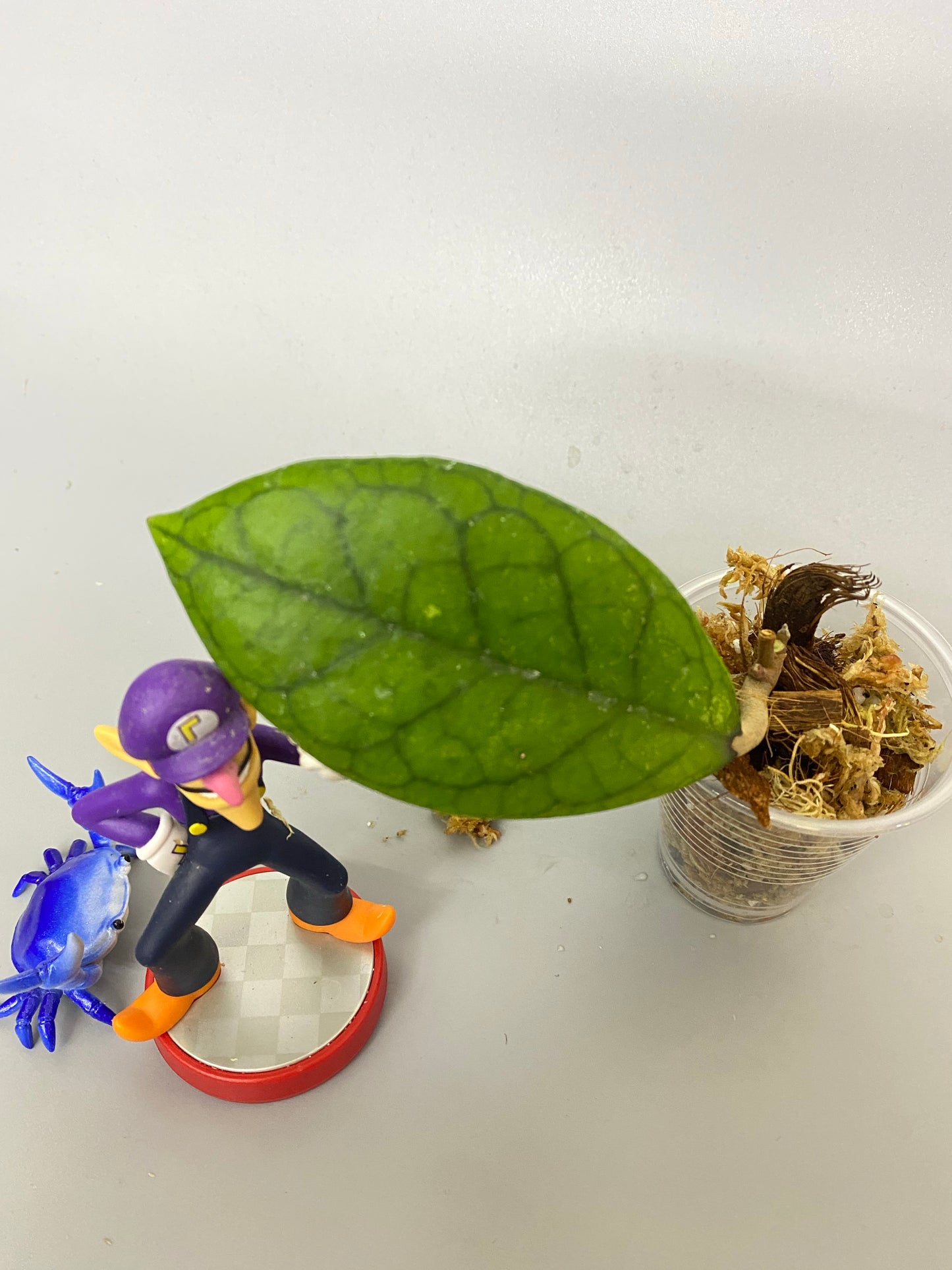 Hoya EPC 1002 (vitellina x finlaysonii)