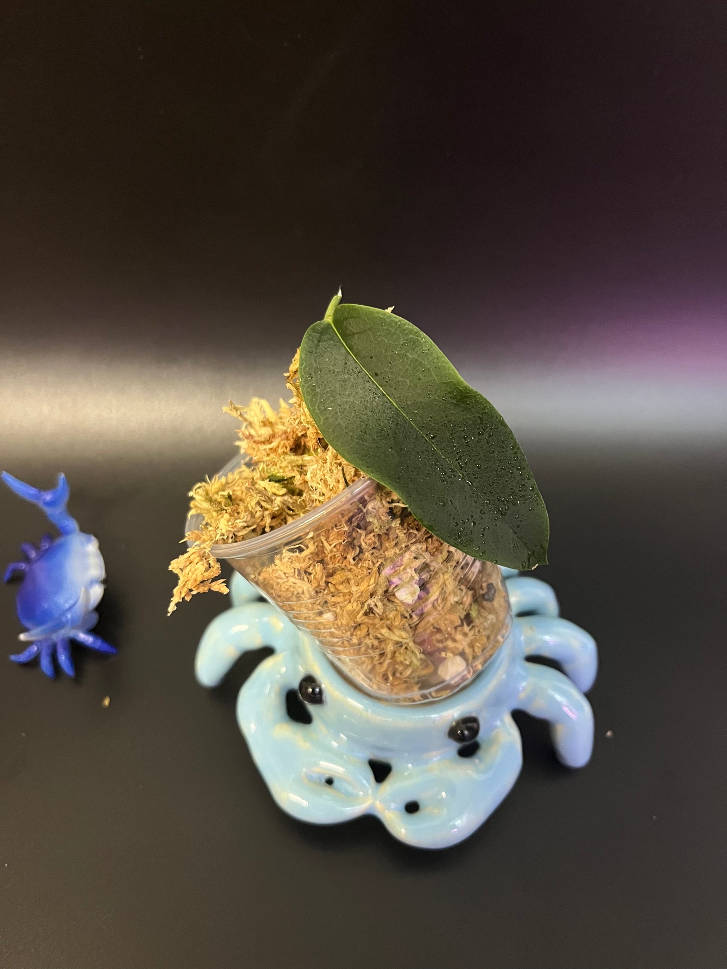 Hoya apoda - Unrooted