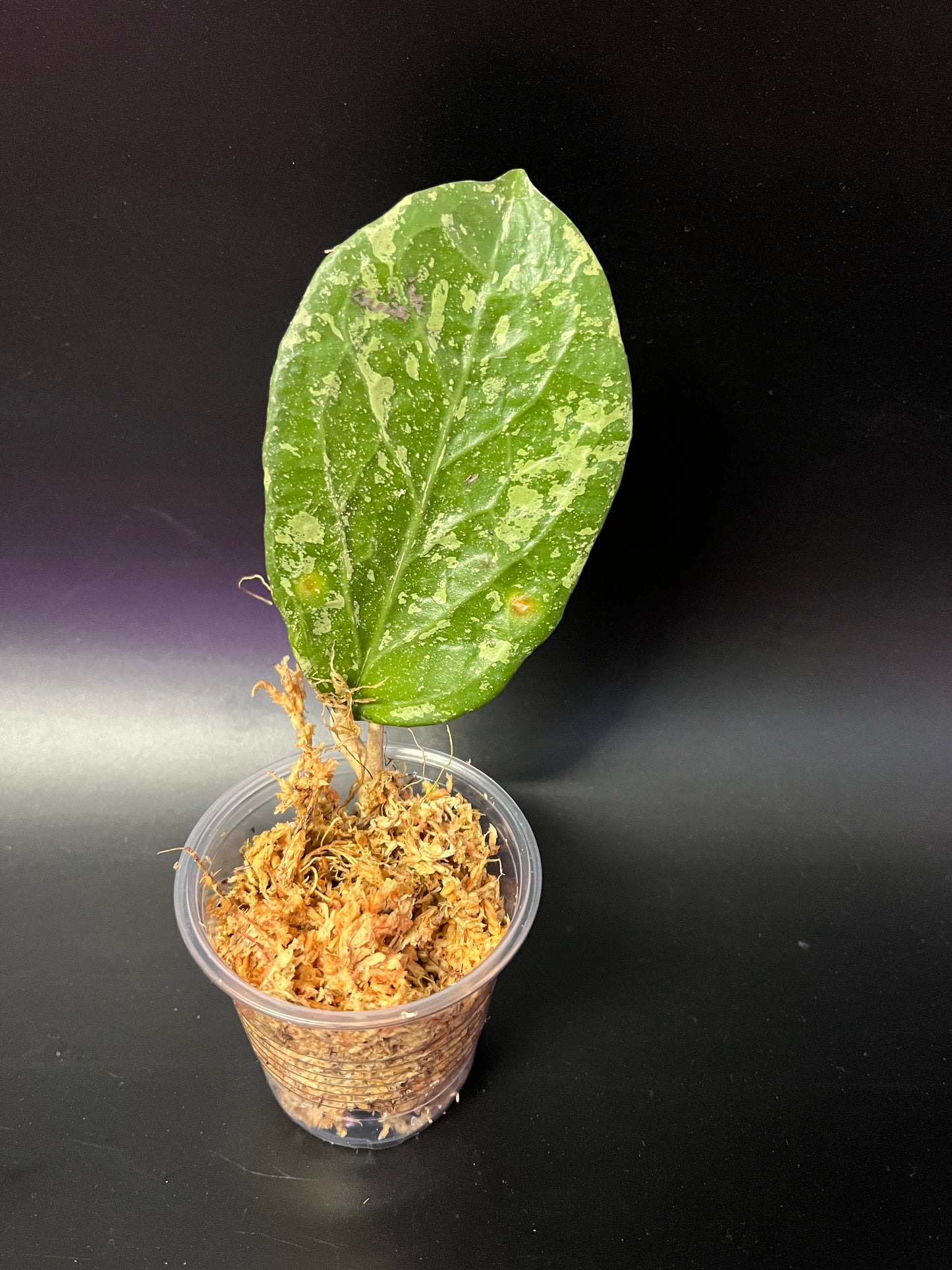 Hoya ‘Michele’ - unrooted