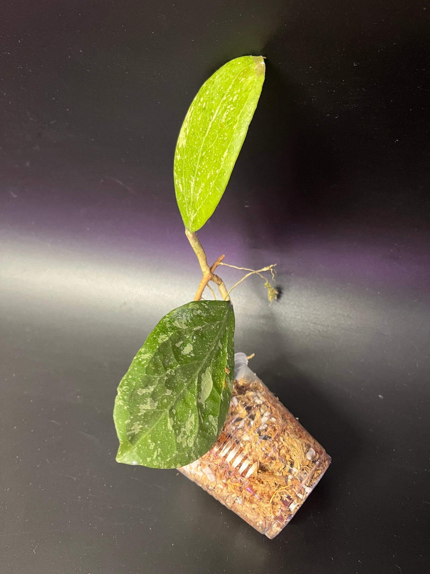 Hoya ‘Michele’ - unrooted