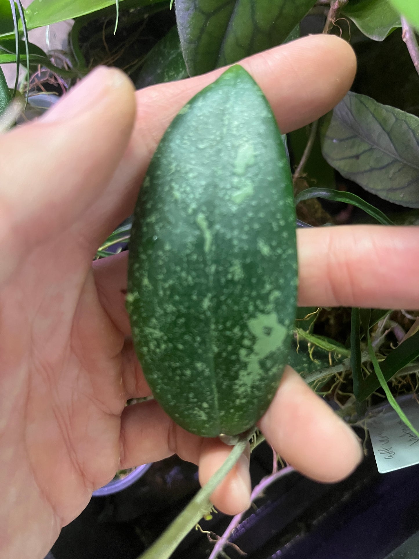Hoya aff Verticillata vietnam - unrooted