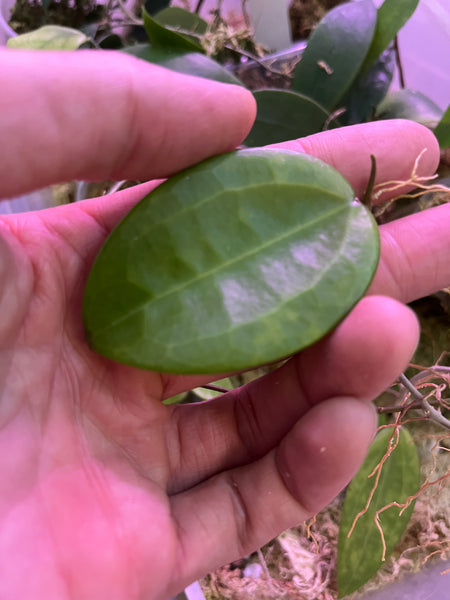 Hoya hanhiae yellow - Unrooted