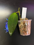 Hoya rhm 009- Unrooted