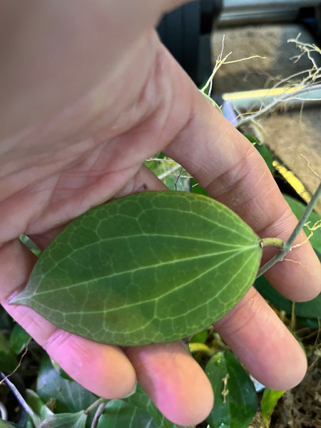 Hoya nicholsoniae - fresh cut