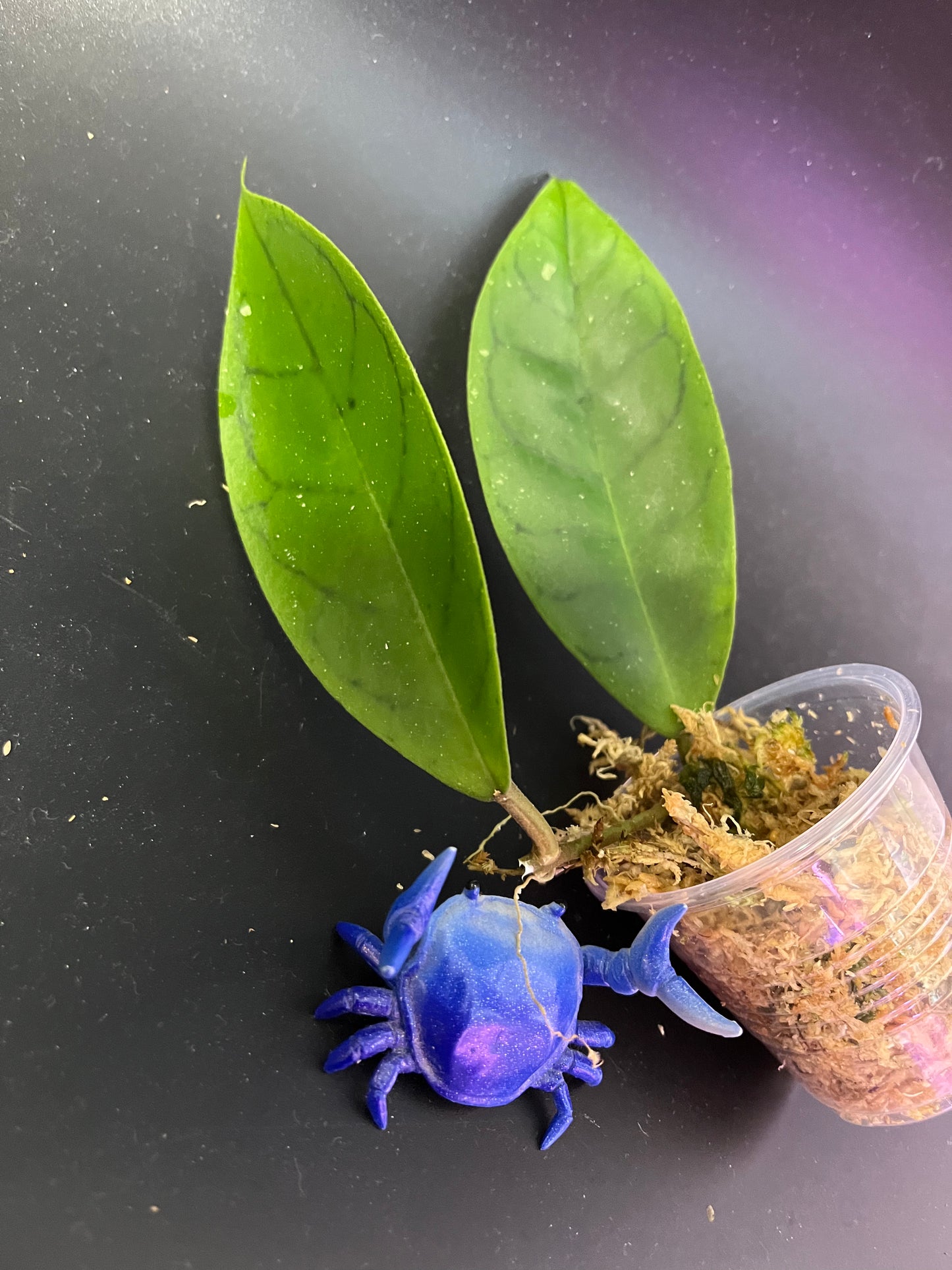 Hoya cv ‘Tim’ - Unrooted