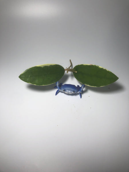 Hoya acuta variegata