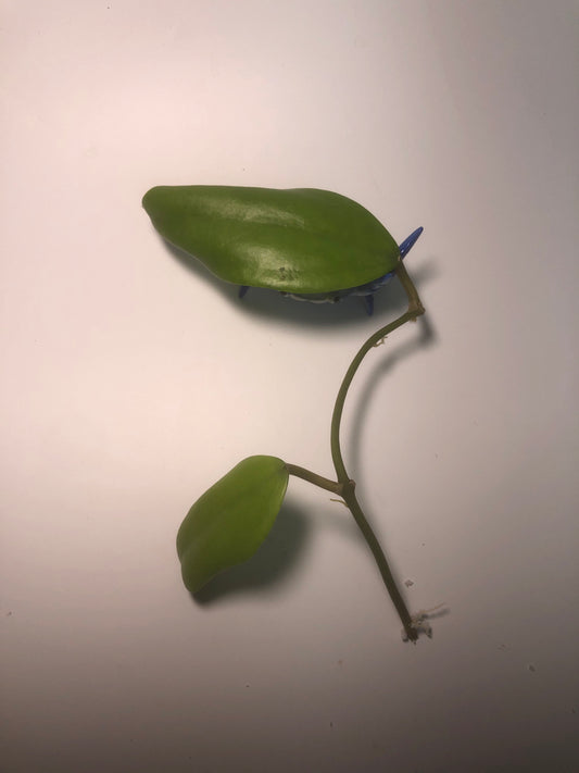 Hoya arnottiana - starting to root.