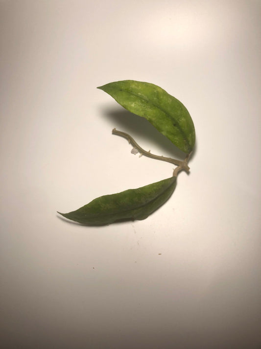 Hoya finlaysonii splash starting to root.