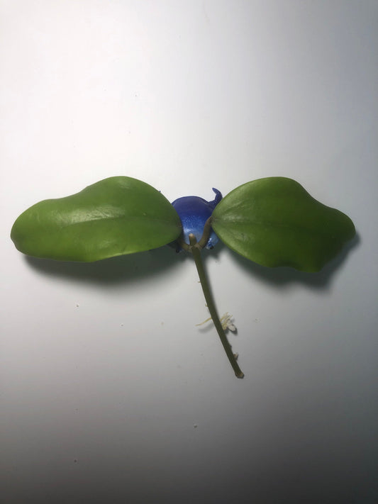 Hoya arnottiana - starting to root.