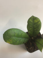Hoya finlaysonii round leaf
