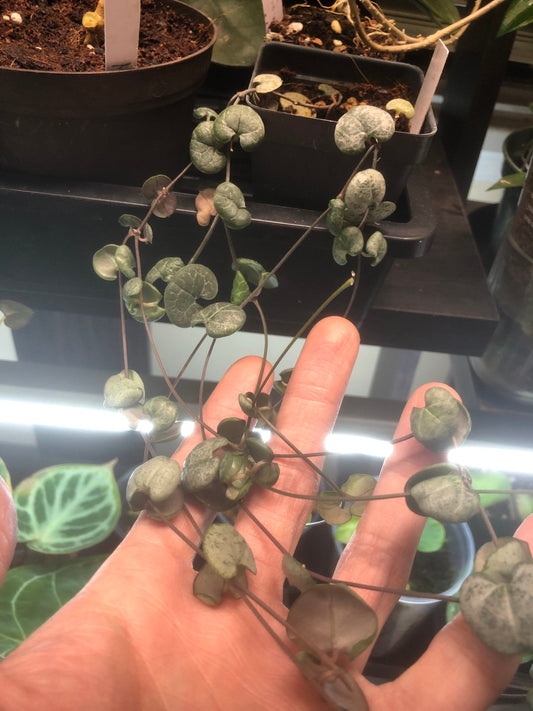 String of hearts - silver glory cuttings 3 nodes