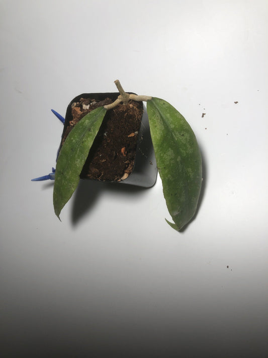 Hoya finlaysonii splash