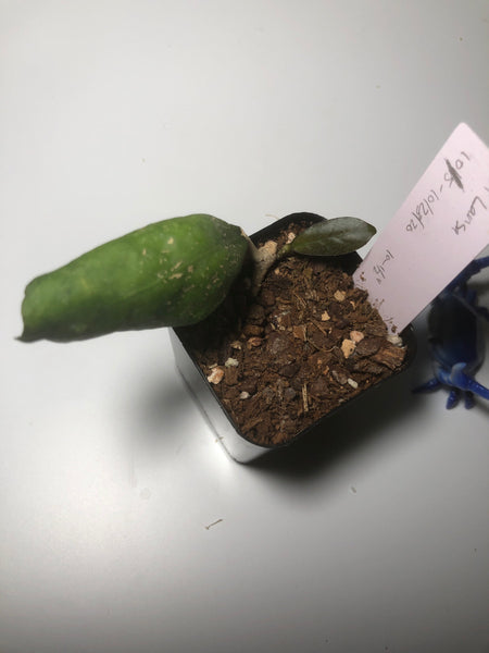 Hoya larisa with new growth
