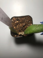 Hoya larisa with new growth