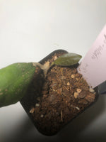 Hoya larisa with new growth