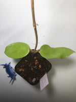 Hoya juannguoana