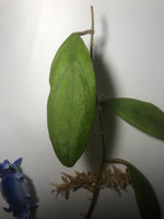 Hoya Rintzii - yellow
