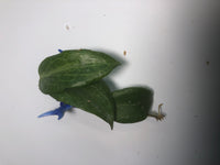 Hoya fitchii - orange
