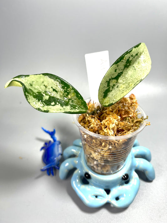 Hoya AH-074 silver clone- Unrooted