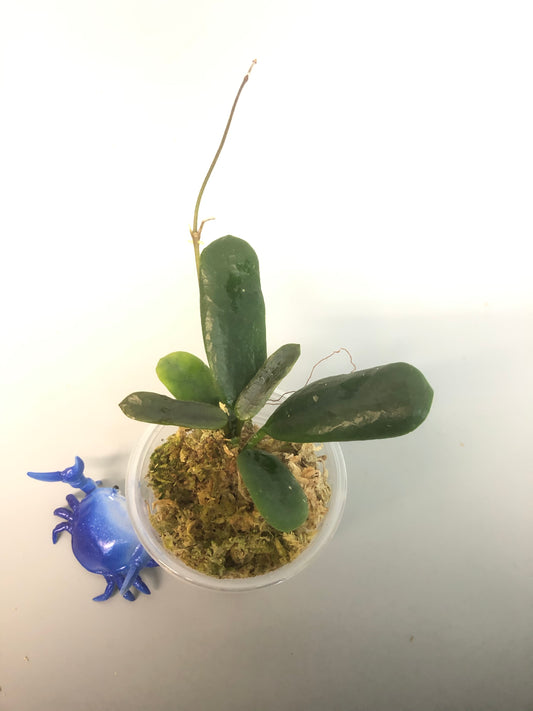 Hoya rotundiflora - active growth