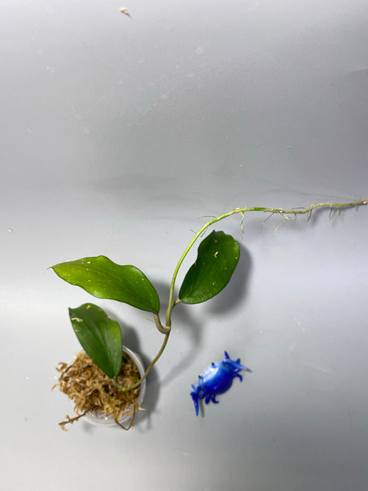 Hoya epc 209 - has some roots