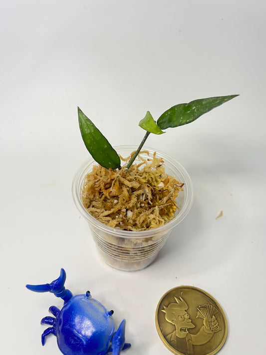 Hoya lacunosa mr tent EPC 329 - Unrooted