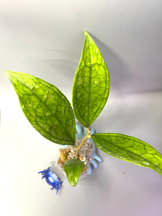 Hoya sp Germany - Unrooted