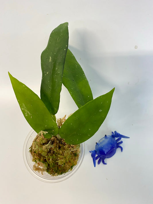 Hoya scortechinii white - rooted